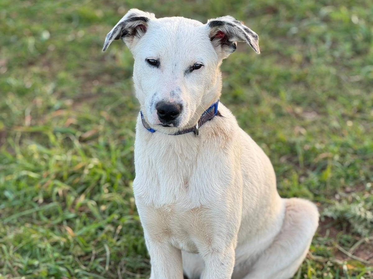 Adotta un cane, taglia media contenuta, maschio, Vibo