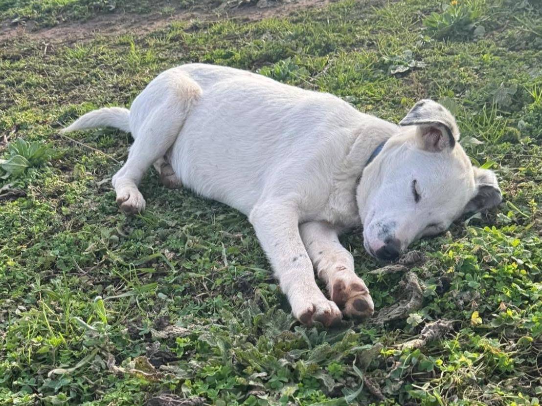 Vuoi adottare un cane a Vibo?