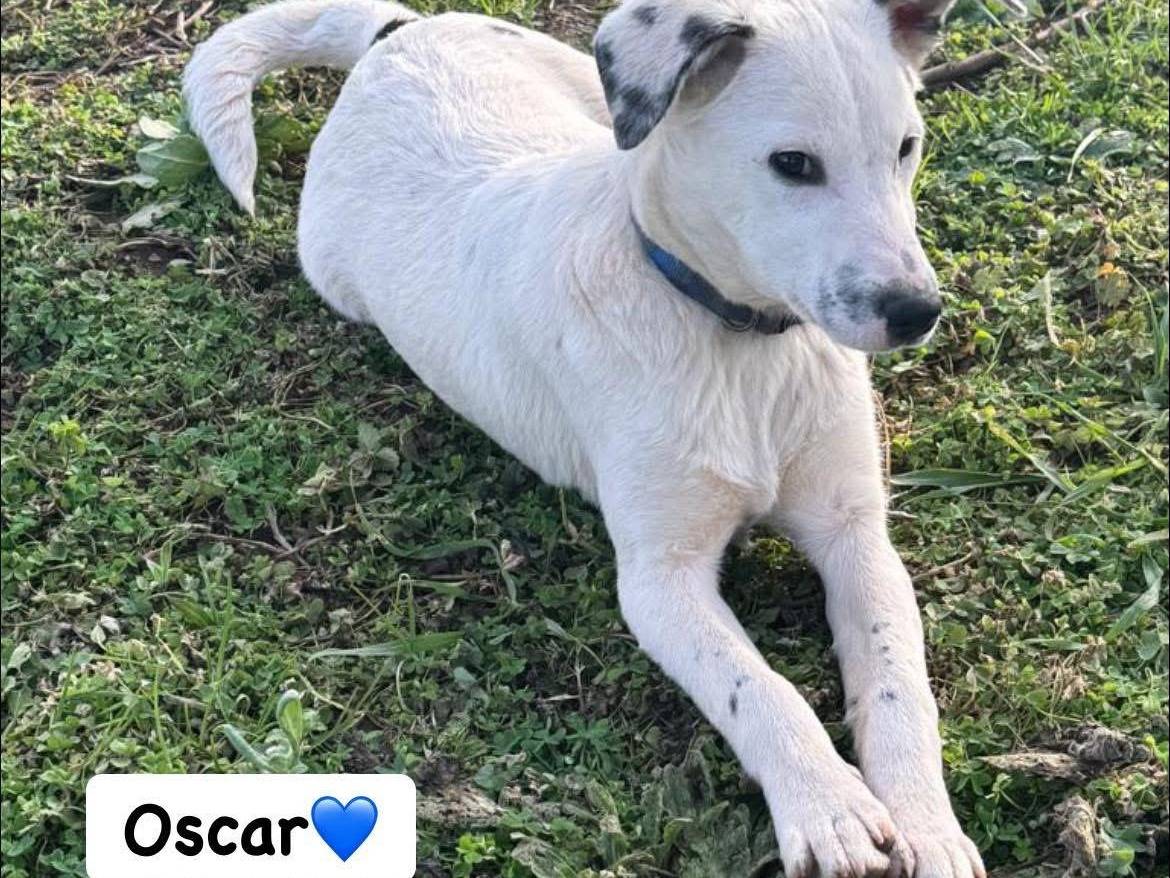 Adotta il cane OSCAR  a Vibo