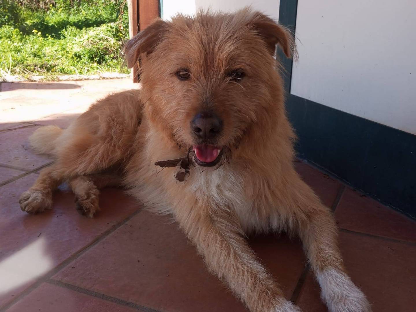 Adozione cane, maschio, Spinone Razza sconosciuta, 2 anni e 2 mesi, taglia media, Avellino
