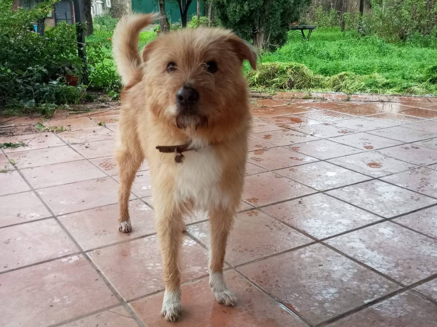 Adotta un cane, maschio, 2 anni e 2 mesi, Avellino