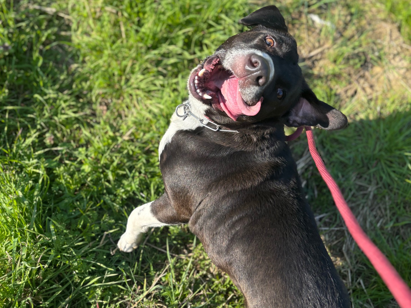 Adotta il cane Pumba  a Milano