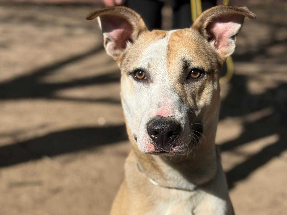 Adozione cane, maschio, Razza sconosciuta Razza sconosciuta, 8 mesi, taglia grande, Milano