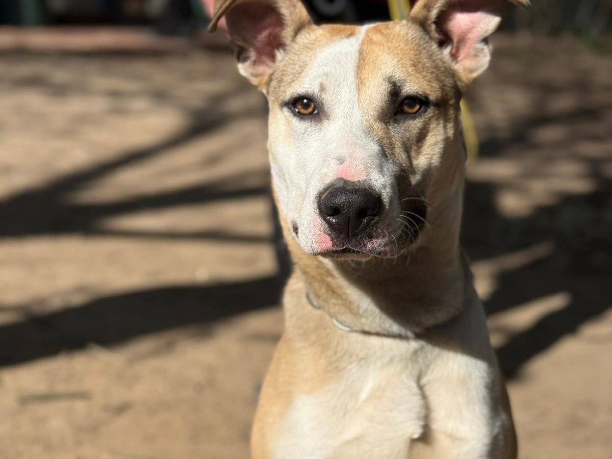 Adotta un cane, maschio, 8 mesi, Milano