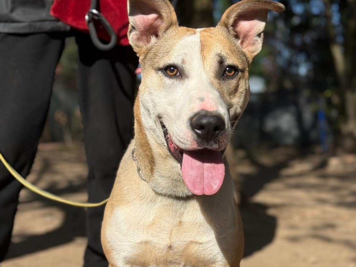 Adotta il cane Brando a Milano
