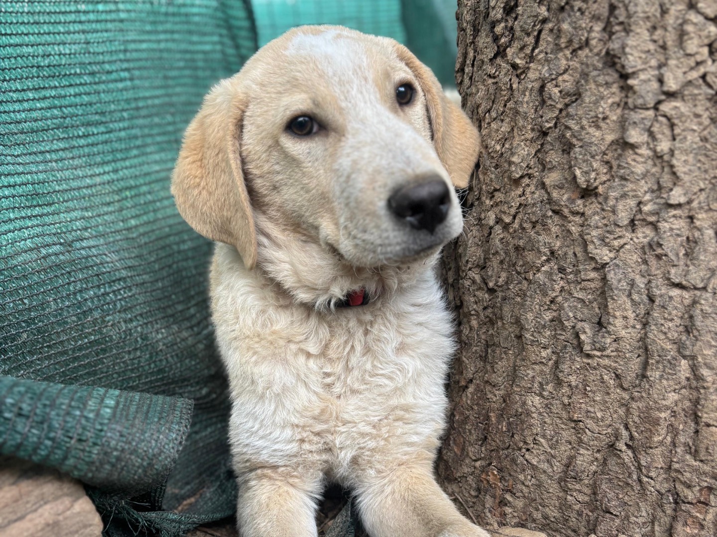 Adozione cane, maschio, Razza sconosciuta Razza sconosciuta, 4 mesi, taglia grande, Milano