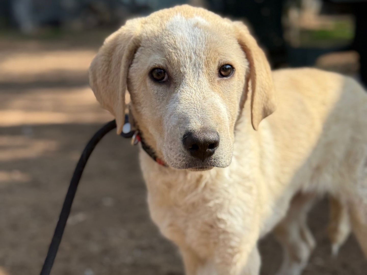 Adotta un cane, maschio, 4 mesi, Milano