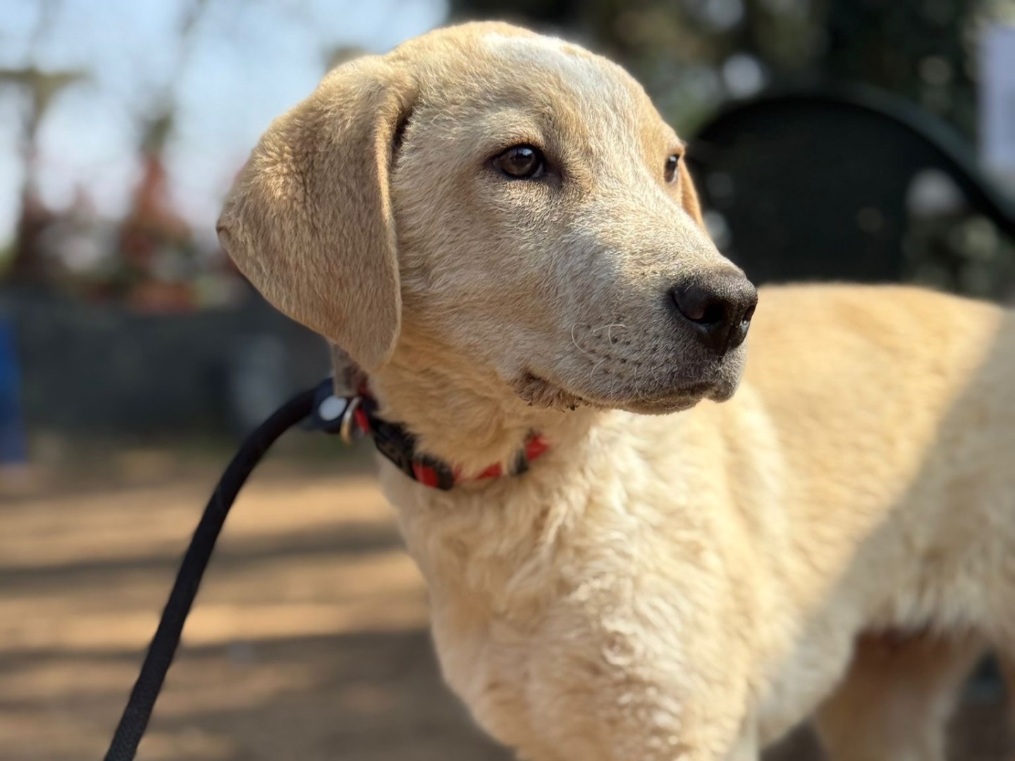 Adotta un cane, taglia grande, maschio, Milano