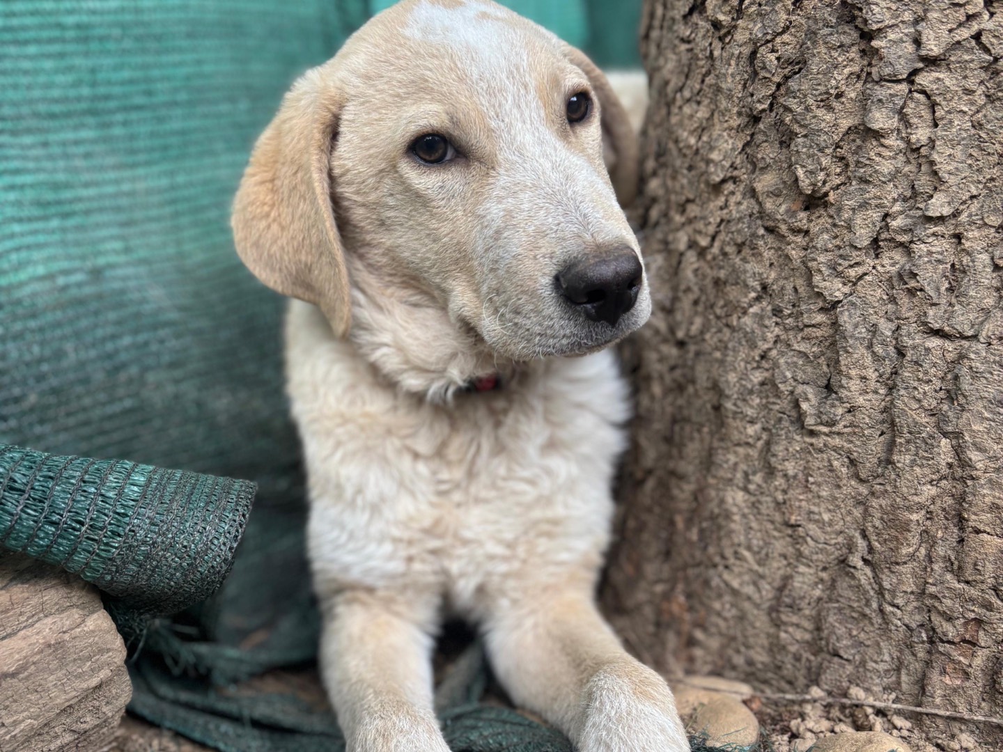 Vuoi adottare un cane a Milano?