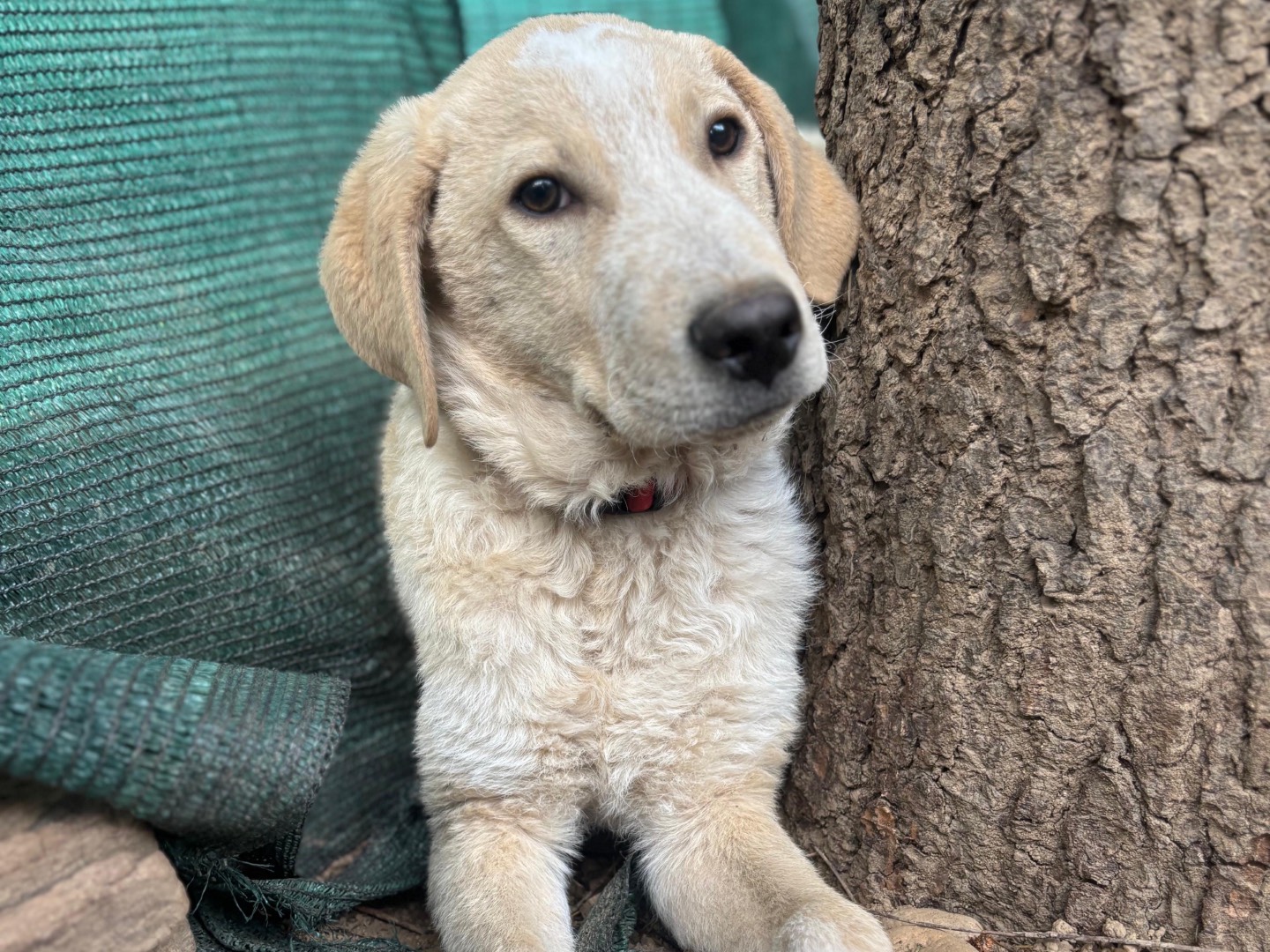 Adotta il cane Remì a Milano