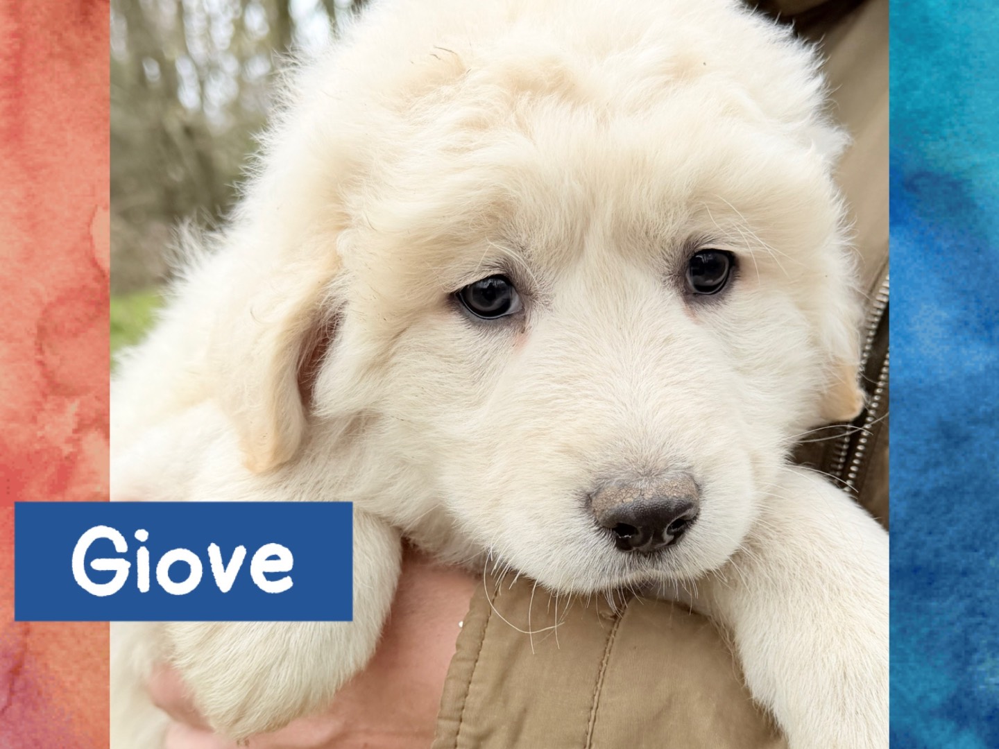 Adozione cane, maschio, Razza sconosciuta Razza sconosciuta, 1 mesi, taglia grande, Catanzaro