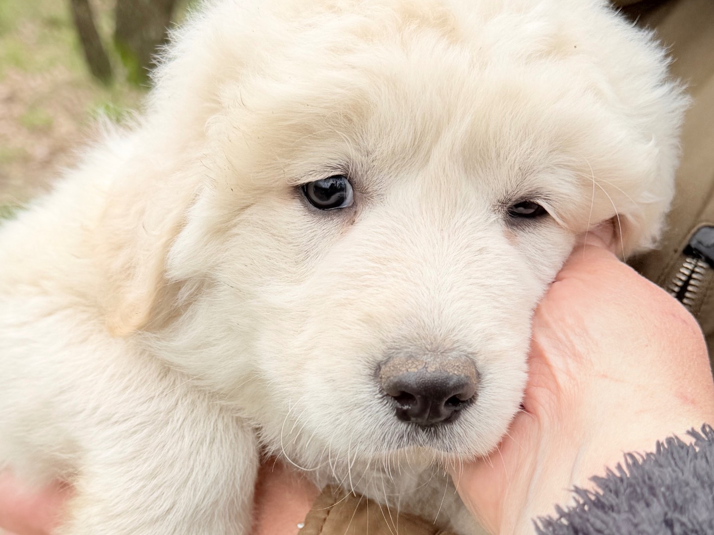 Adotta un cane, maschio, 1 mesi, Catanzaro
