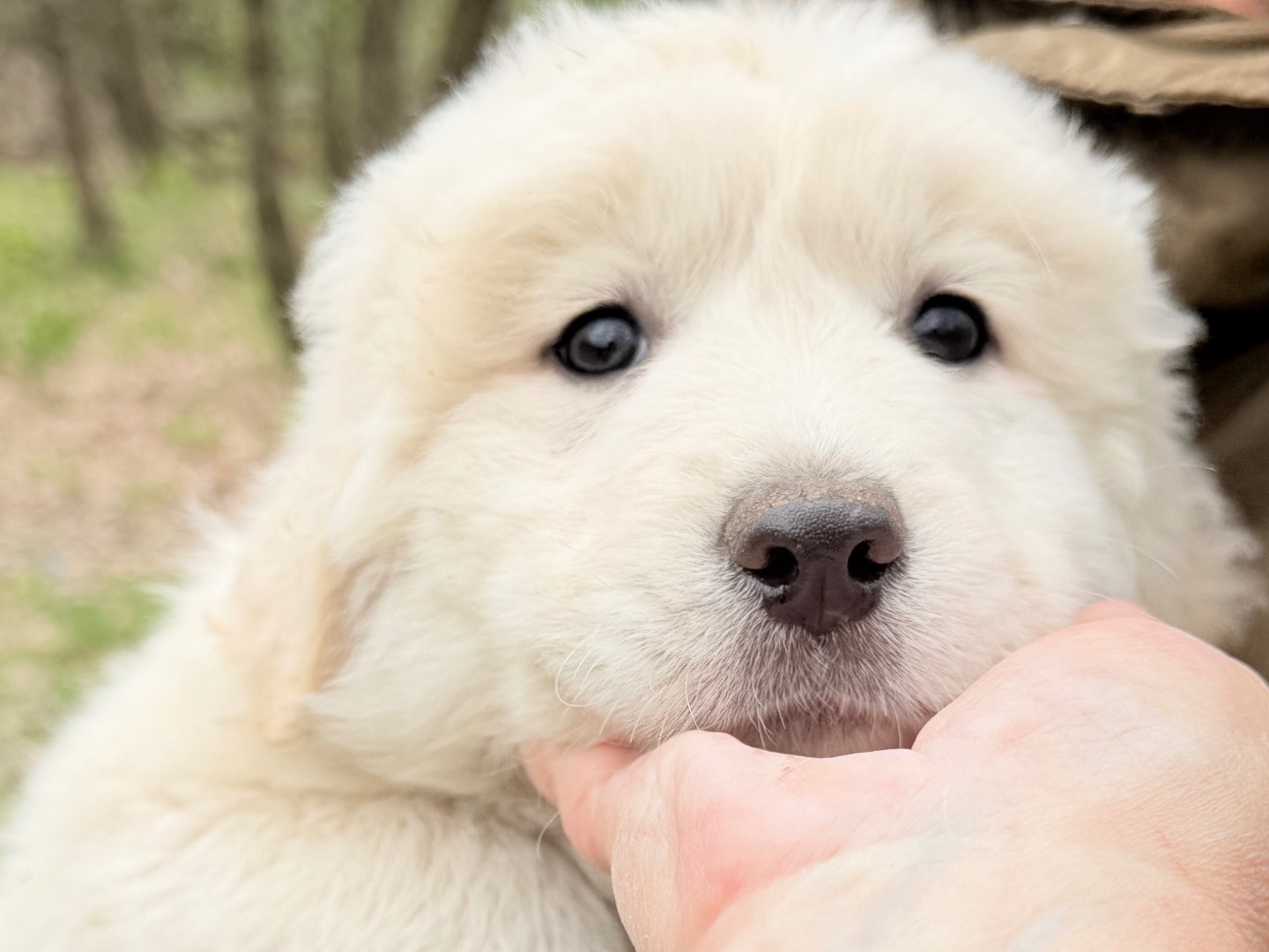 Vuoi adottare un cane a Catanzaro?
