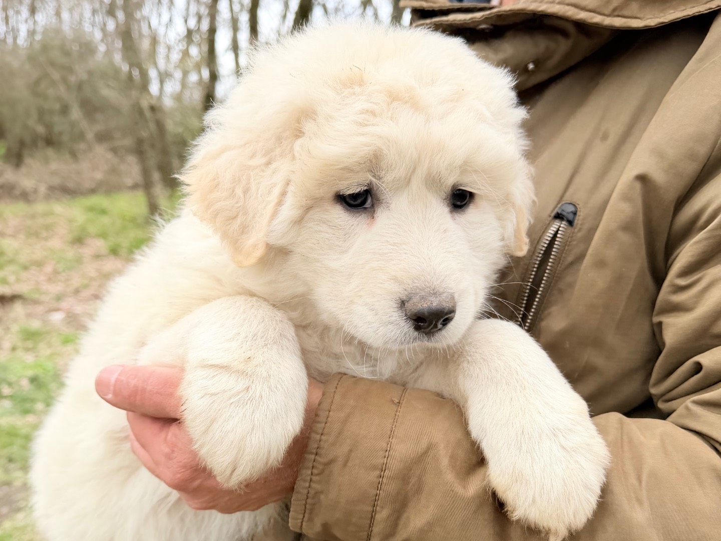 Adotta il cane Giove a Catanzaro