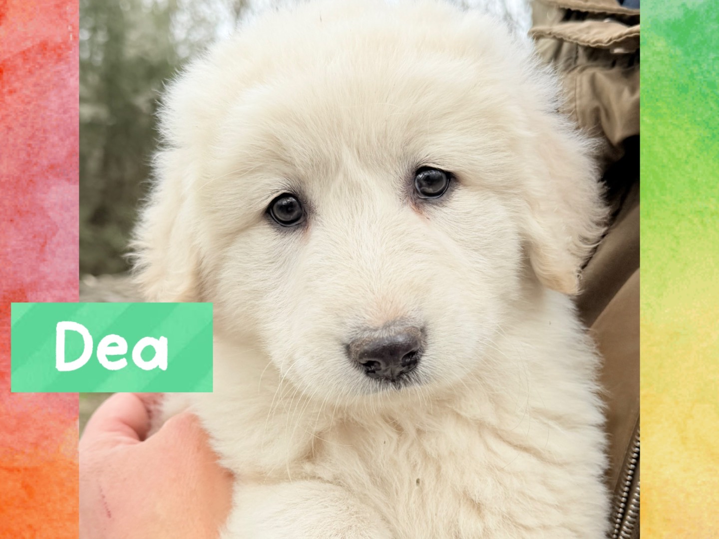 Adozione cane, femmina, Razza sconosciuta Razza sconosciuta, 2 mesi, taglia grande, Catanzaro