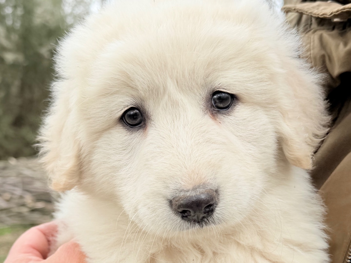 Adotta un cane, taglia grande, femmina, Catanzaro