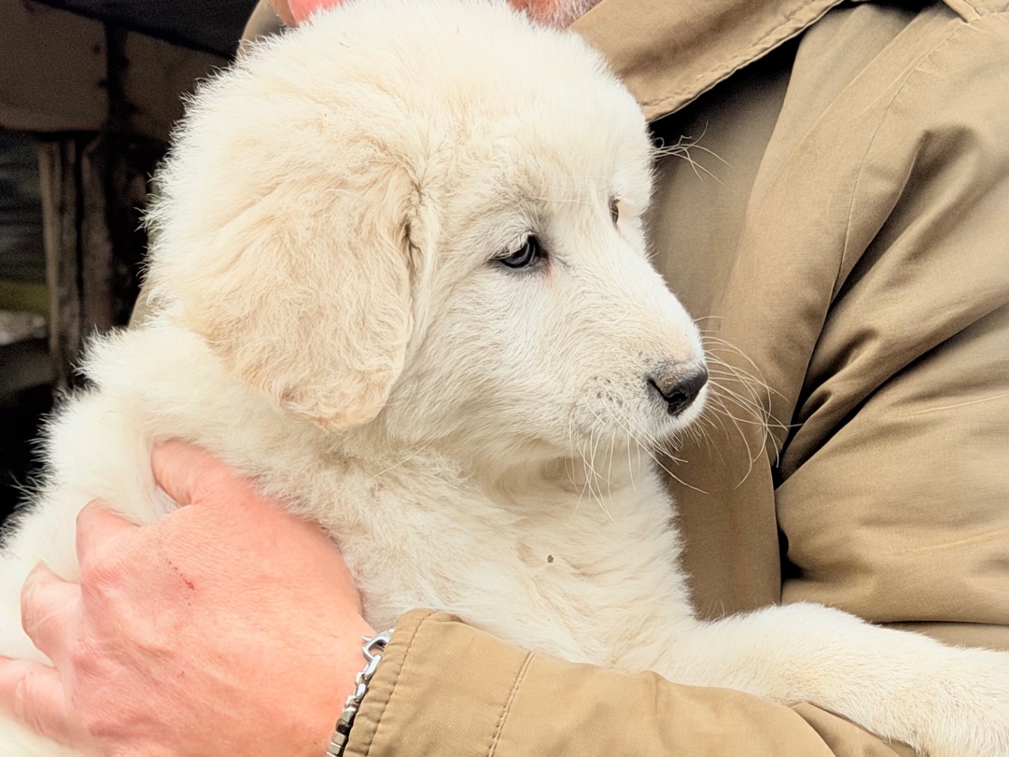 Vuoi adottare un cane a Catanzaro?
