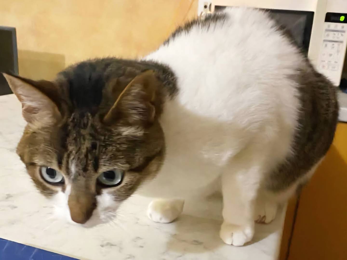 Adozione gatto, femmina, Razza sconosciuta Razza sconosciuta, 10 anni, taglia non valida, Torino