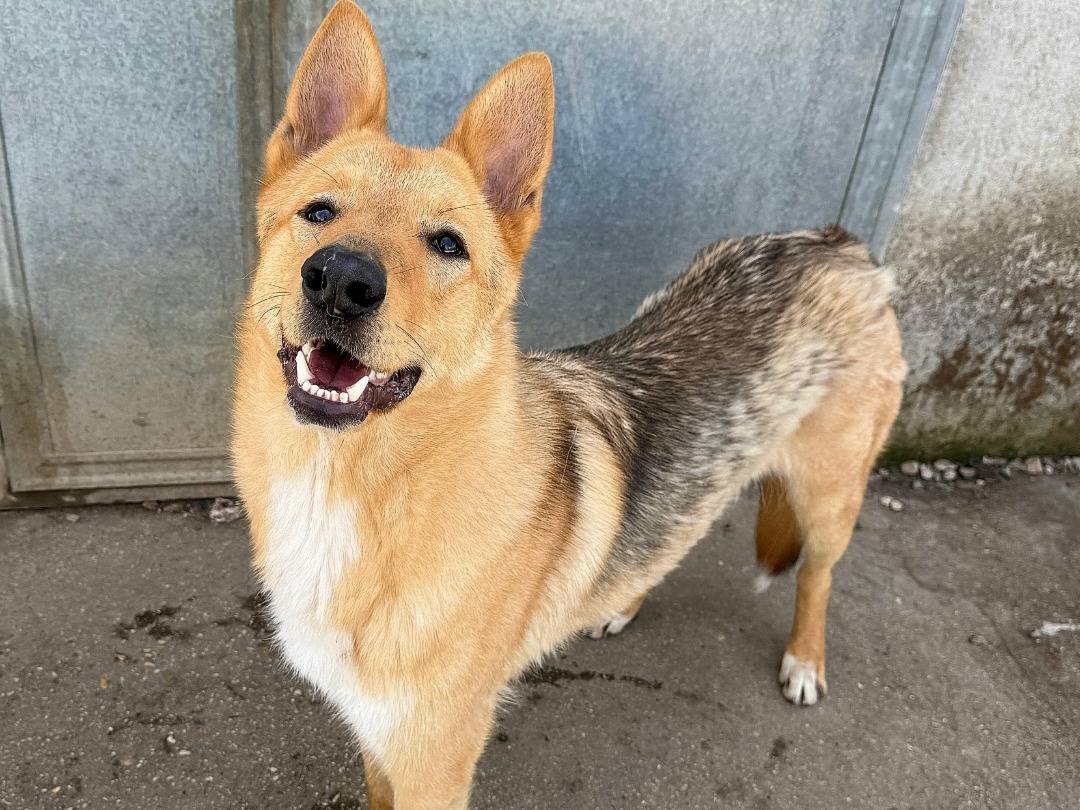 Adozione cane, maschio, Razza sconosciuta Razza sconosciuta, 1 anno e 4 mesi, taglia media, Teramo