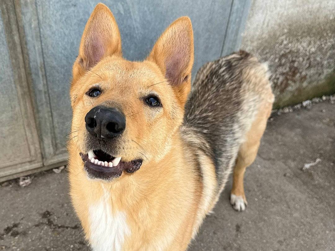 Adotta un cane, taglia media, maschio, Teramo