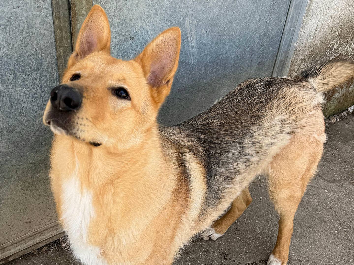 Vuoi adottare un cane a Teramo?