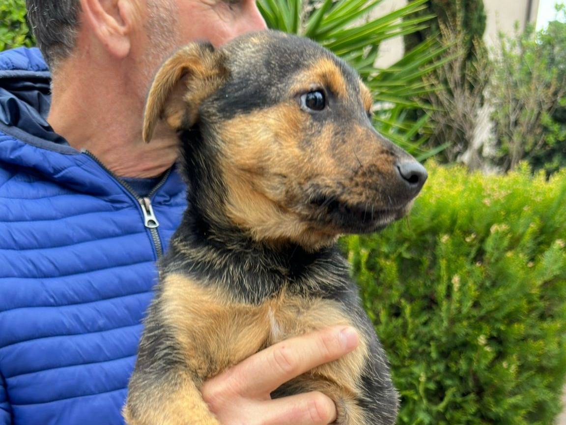 Adozione cane, femmina, Razza sconosciuta Razza sconosciuta, 3 mesi, taglia media, Crotone