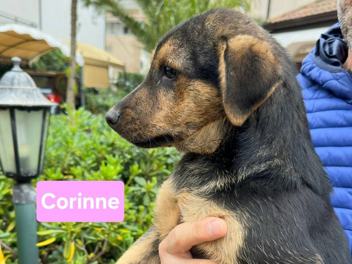 Adotta un cane, femmina, 3 mesi, Crotone