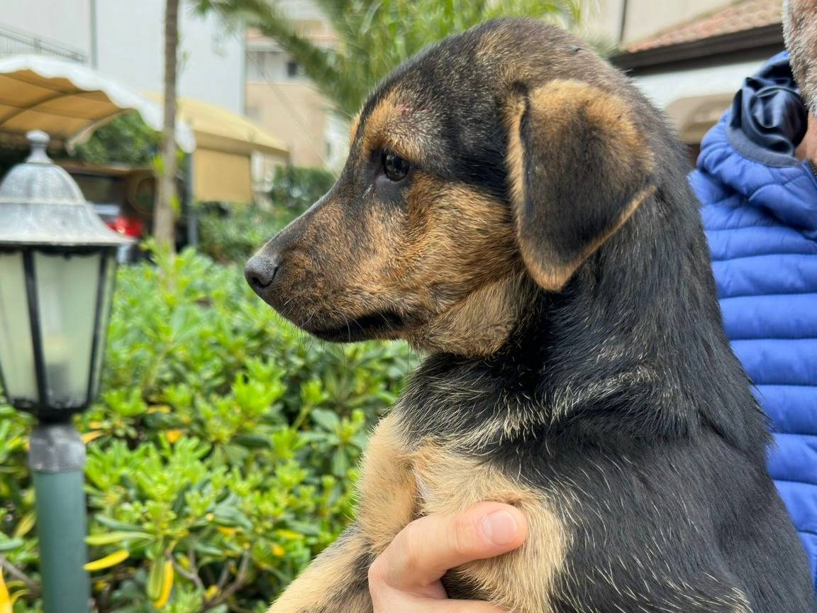 Adotta un cane, taglia media, femmina, Crotone