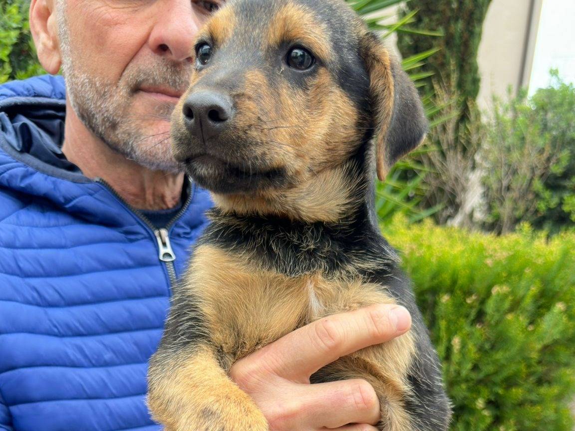 Vuoi adottare un cane a Crotone?