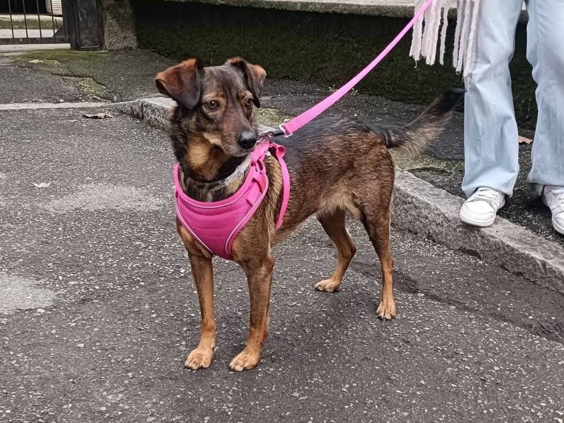 Adozione cane, femmina, Razza sconosciuta Razza sconosciuta, 5 anni, taglia media contenuta, Lecco