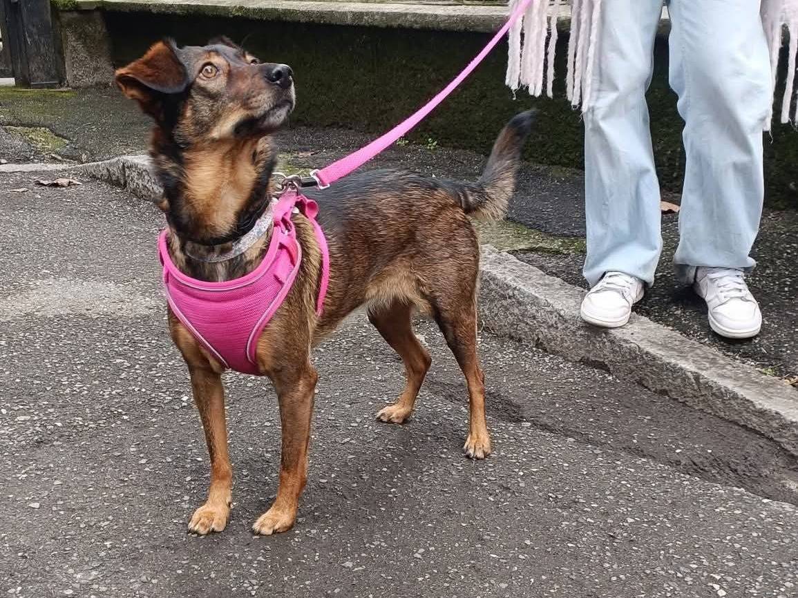 Adotta un cane, femmina, 5 anni, Lecco