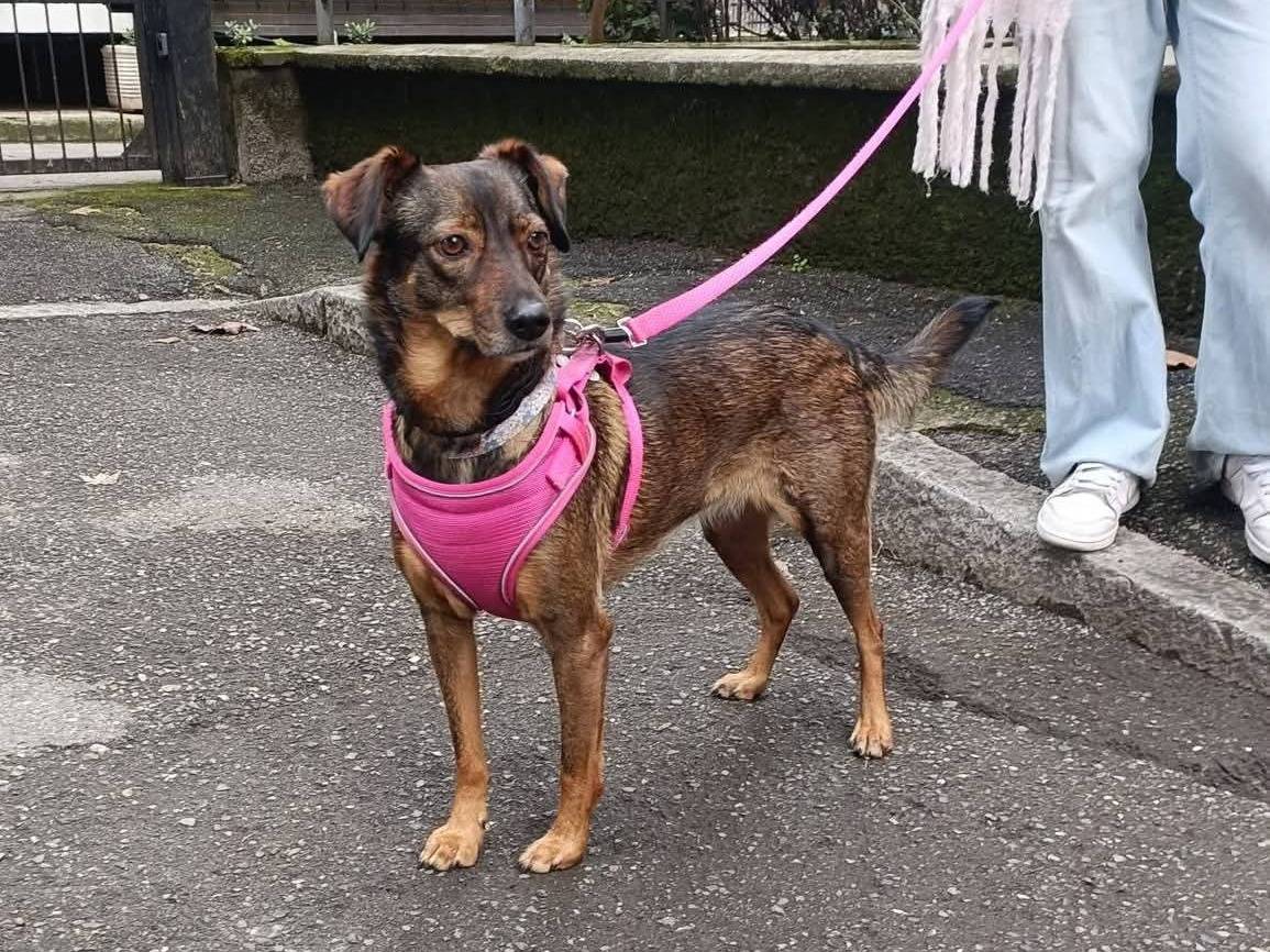 Adotta un cane, taglia media contenuta, femmina, Lecco