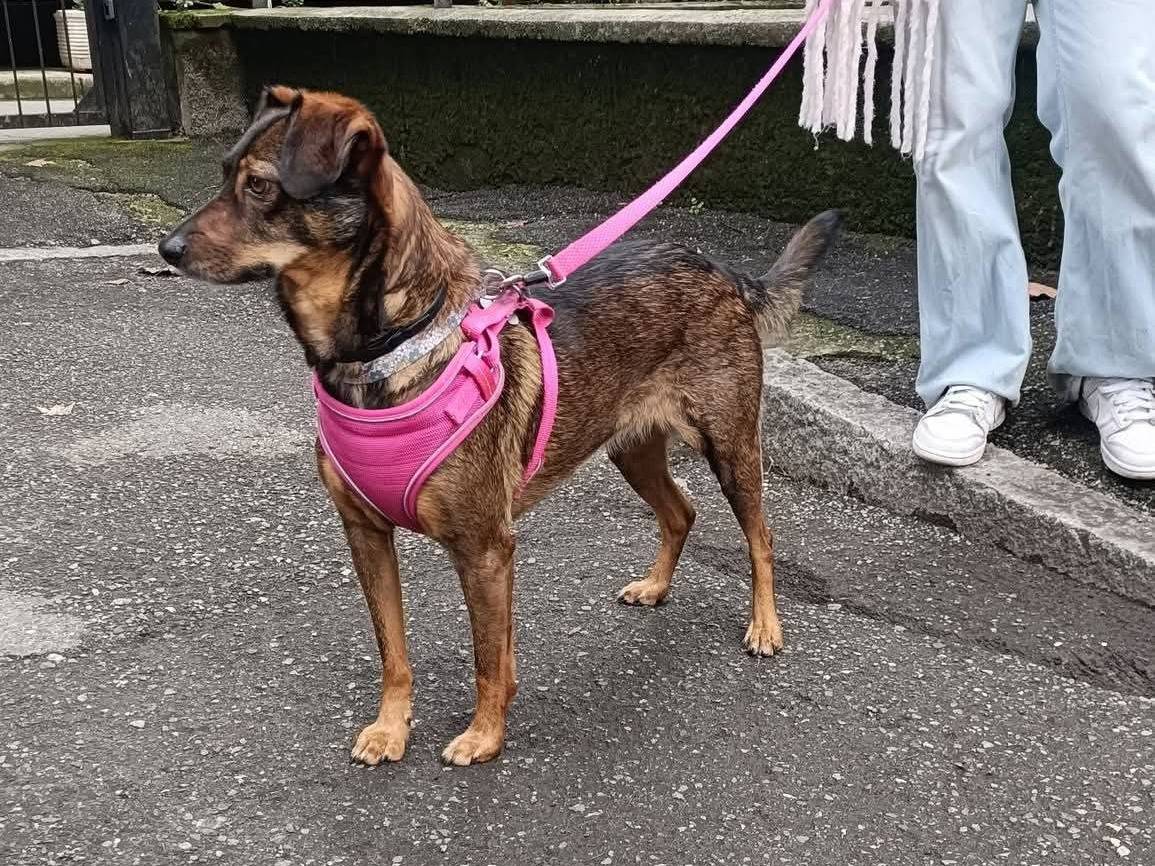 Vuoi adottare un cane a Lecco?