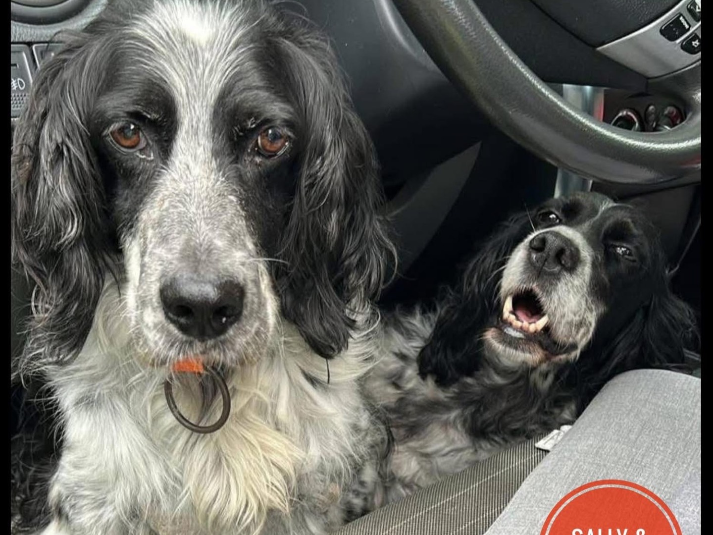 Adozione cane, maschio, Setter Inglese Razza sconosciuta, 20 anni e 5 mesi, taglia media contenuta, Verona