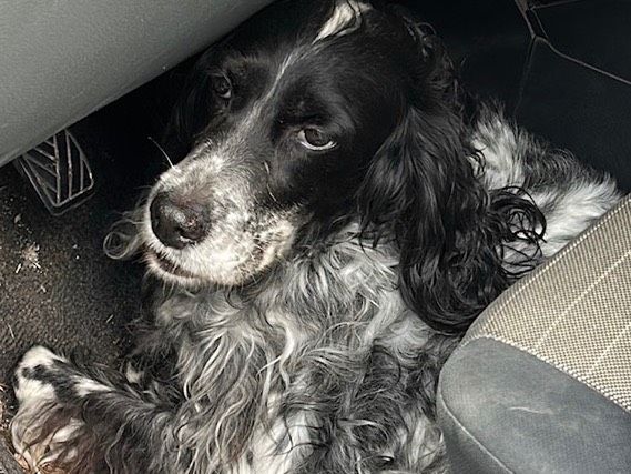 Adotta un cane, maschio, 20 anni e 5 mesi, Verona