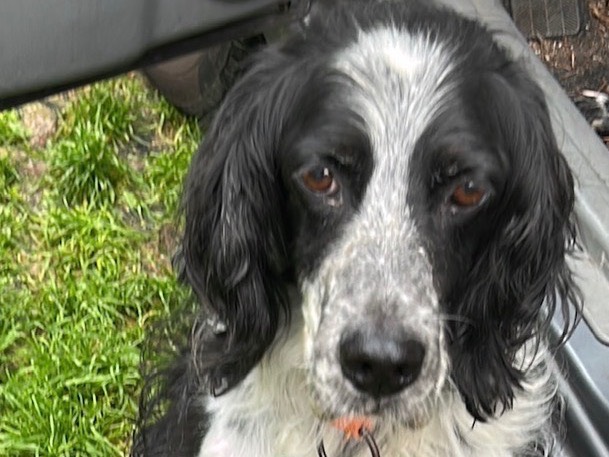 Adotta un cane, taglia media contenuta, maschio, Verona