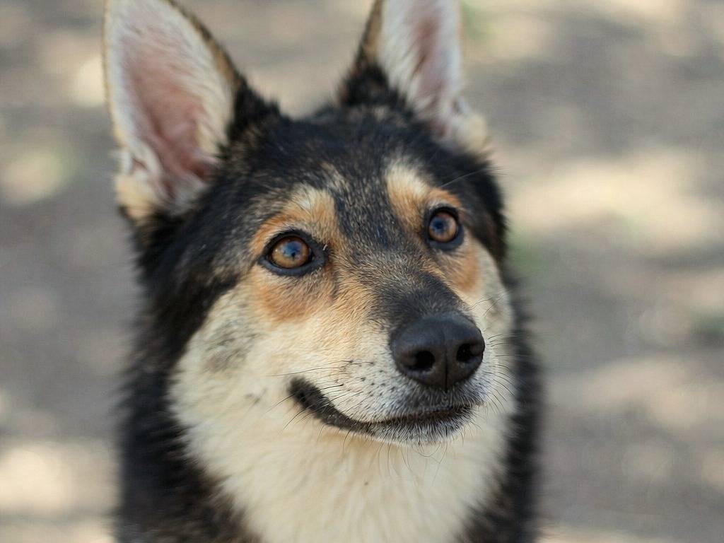 Adozione cane, femmina, Pastore tedesco Razza sconosciuta, 5 anni e 1 mese, taglia media, Siracusa