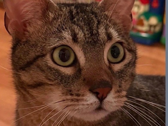 Adozione gatto, maschio, Razza sconosciuta Razza sconosciuta, 3 anni, taglia non valida, Verona