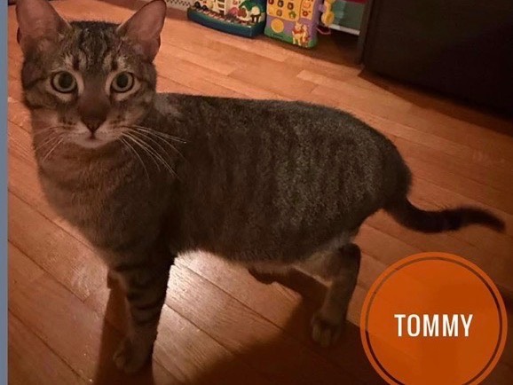 Adotta un gatto, maschio, 3 anni, Verona