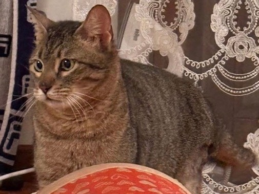 Vuoi adottare un gatto a Verona?