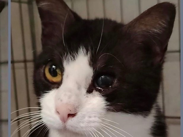 Adozione gatto, femmina, Razza sconosciuta Razza sconosciuta, 1 anno, taglia non valida, Verona