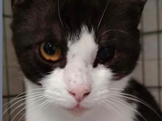 Adotta un gatto, femmina, 1 anno, Verona