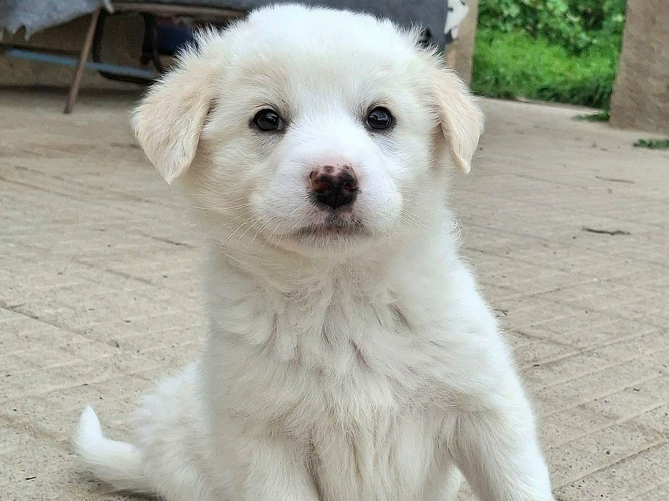 Adozione cane, femmina, Razza sconosciuta Razza sconosciuta, 2 mesi, taglia media, Palermo