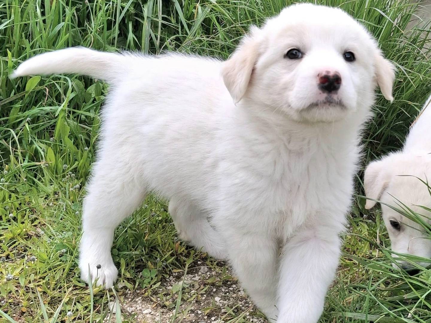 Adotta un cane, taglia media, femmina, Palermo
