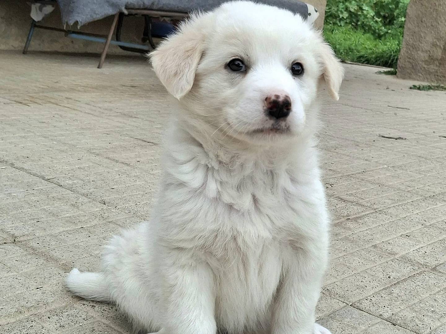 Vuoi adottare un cane a Palermo?