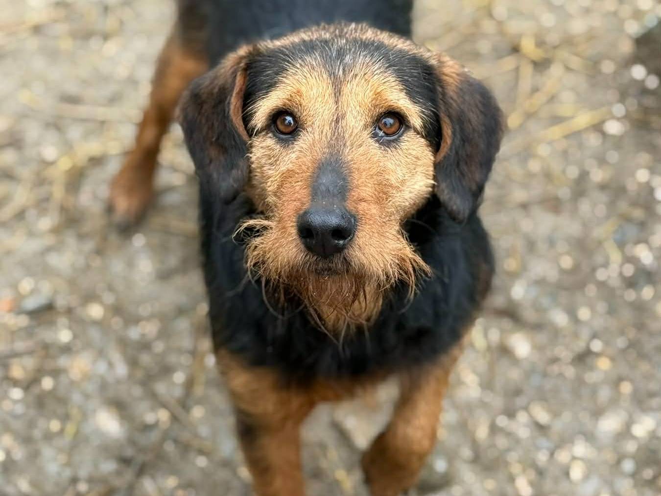 Adozione cane, maschio, Razza sconosciuta Razza sconosciuta, 4 anni e 11 mesi, taglia media contenuta, Firenze