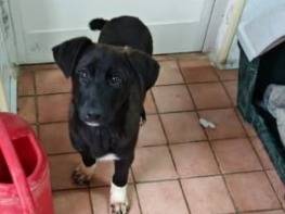 Adozione cane, maschio, Razza sconosciuta Razza sconosciuta, 5 mesi, taglia media, Benevento