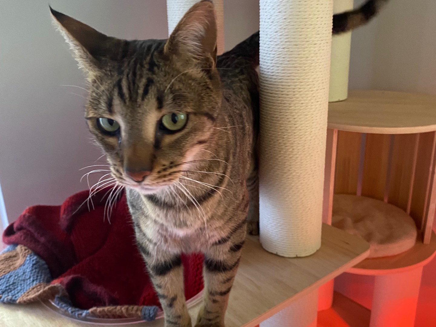 Adozione gatto, maschio, Razza sconosciuta Razza sconosciuta, 5 anni e 11 mesi, taglia non valida, Lecco