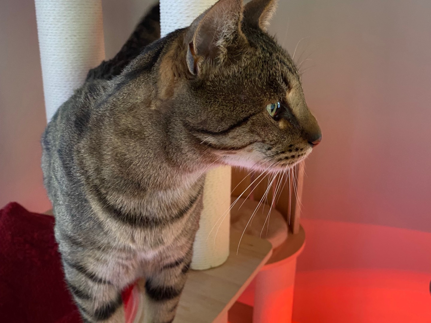 Adotta un gatto, maschio, 5 anni e 11 mesi, Lecco