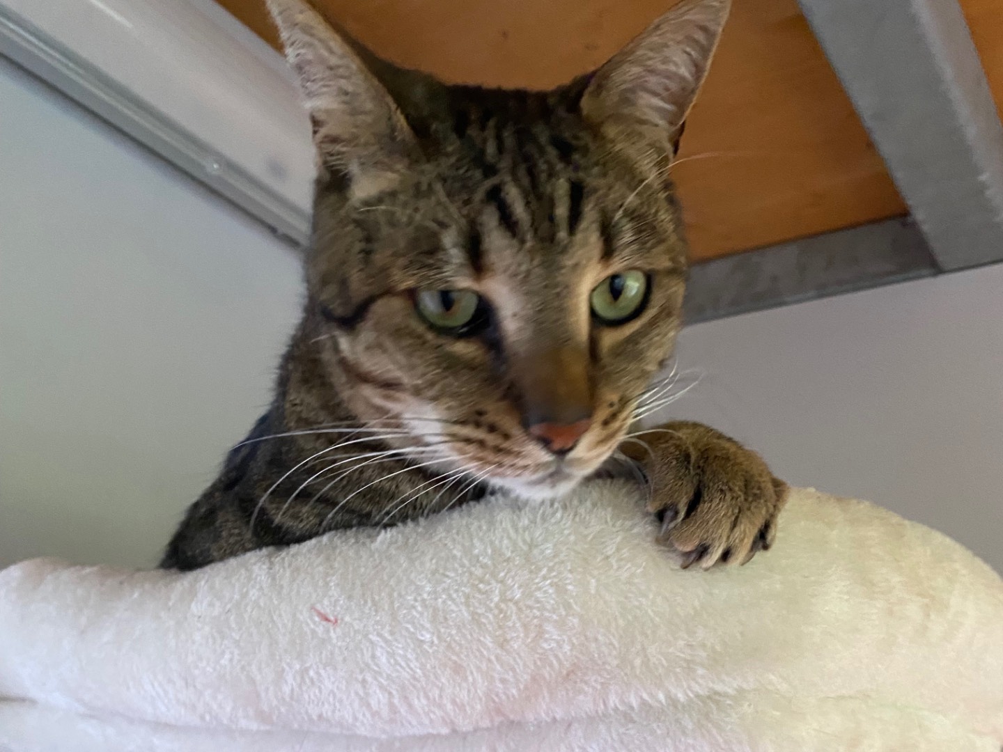 Adotta un gatto, taglia non valida, maschio, Lecco